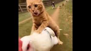 Кот на петухе убегает от стаи собак