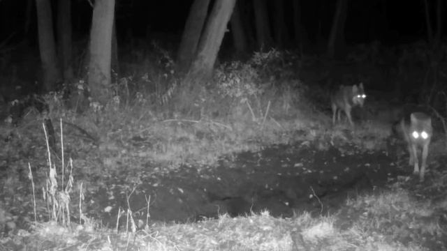 🐺🐺 фото ловушка смотреть онлайн