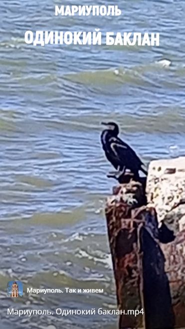 Мариуполь. Одинокий баклан.mp4