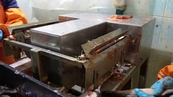 Рыборазделочная машина РМ-200. NVTT.RU