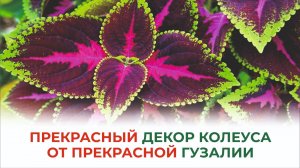 Как сохранить, как укоренить колеус зимой? Советы прекрасной Гузалии