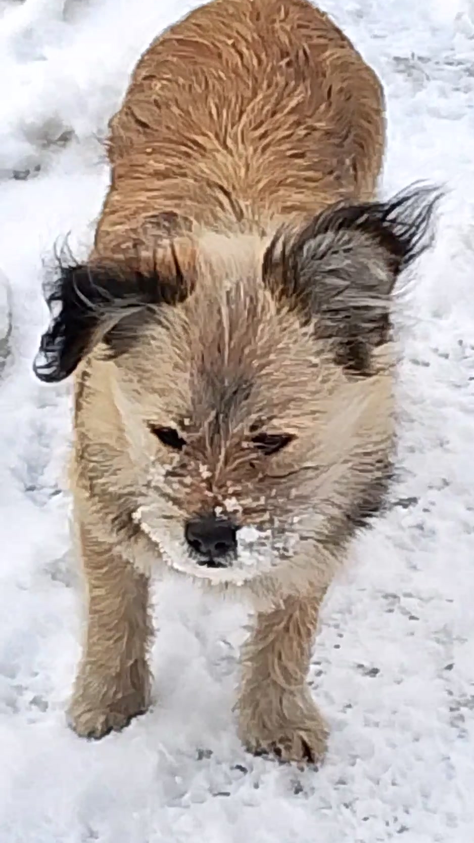 Вот и зима! Папина наука! 😁🐕 Юмор с животными. #шуткиСтэтхэм смотреть онлайн