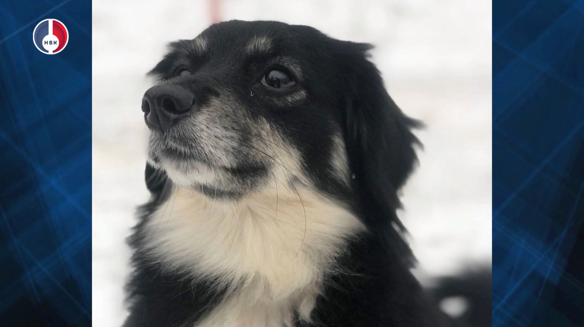 Барбариска нуждается в добрых и ответственных хозяевах смотреть онлайн