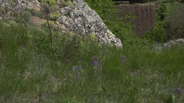 ЛУКОМОРЬЕ смотреть онлайн