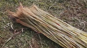 Вырастил и заготовил сорго для веников