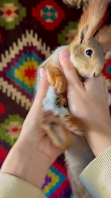 #белочка #животные #милота смотреть онлайн