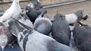 1000106932.mp4 02.12.2025. Голуби Луганска.