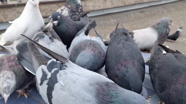 1000106932.mp4 02.12.2025. Голуби Луганска.