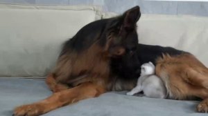 Первое знакомство котёнка и собаки 😊