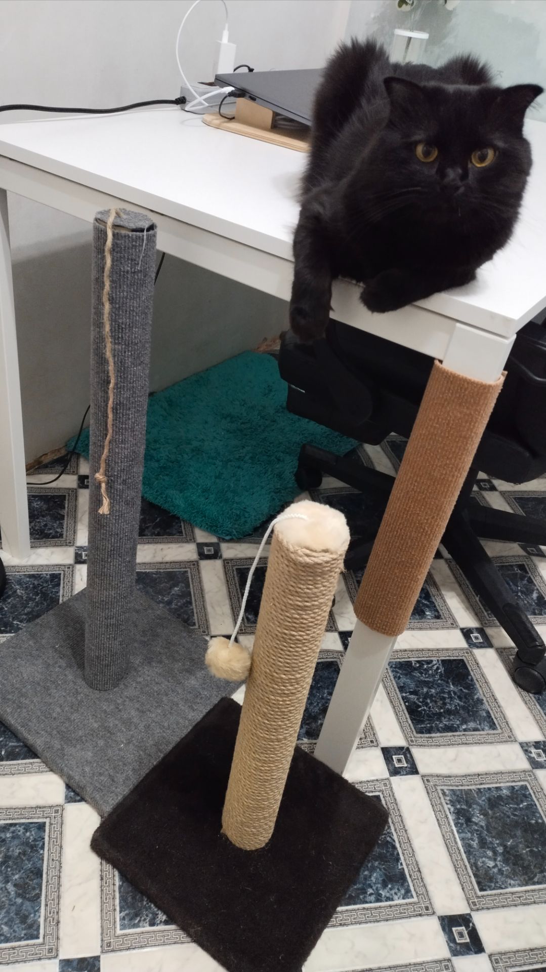 Сообразительный котик