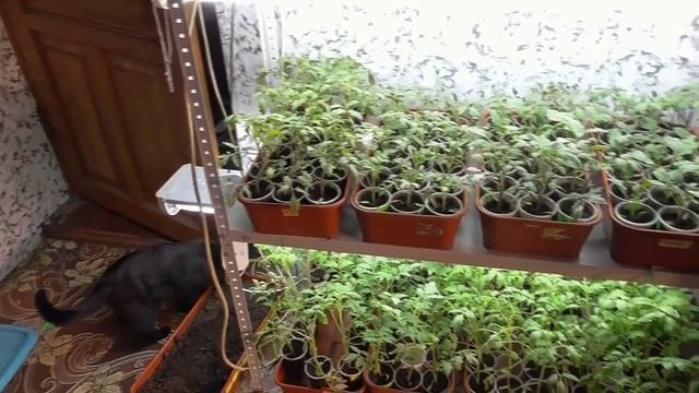 Обзор рассады томатов. Весна 2022 года. смотреть онлайн