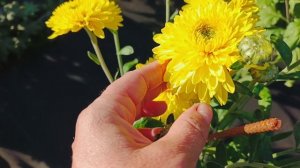 КРАСОТА МОЕЙ ХРИЗАНТЕМЫ В ЭТОМ СЕЗОНЕ. ЗАХОДИТЕ В ГОСТИ!