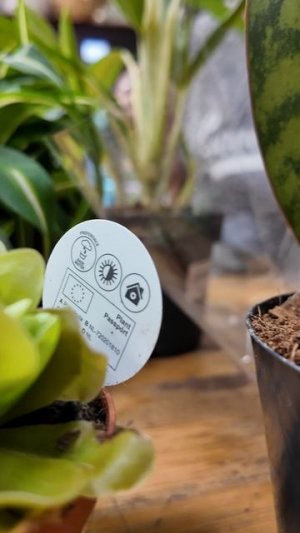 Растения для новичков - какие они?