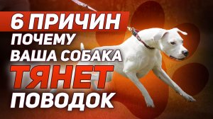 Собака тянет поводок, что делать?