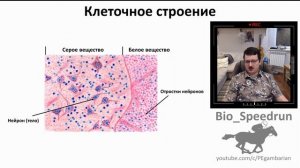 Спинной мозг