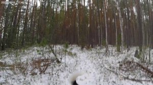Дневник охотника. День восьмой. 19.10.25 г.