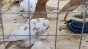 30.11.2025г Выставка г Воронеж ч.8