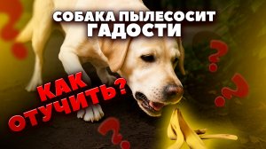 Отучаем собаку подбирать еду с земли: пошаговый план