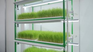 «Русская Гидропоника»: Здоровый Корм для Ваших Домашних Животных с Нашими Инновационными Решениями!