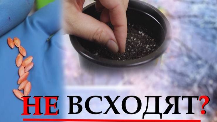 Разберёмся, почему семена не всходят смотреть онлайн