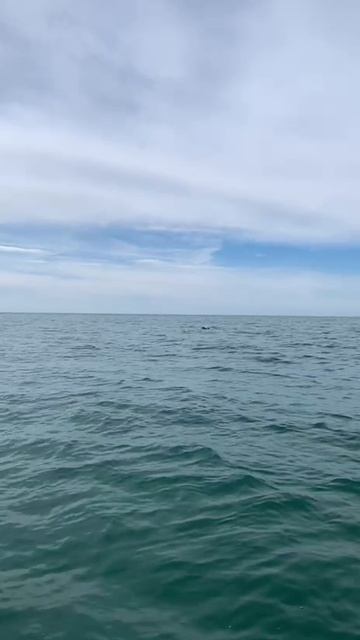 Дельфины кормятся в Адлере. смотреть онлайн