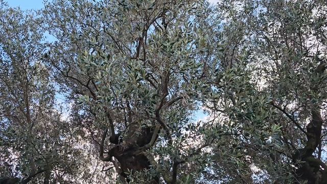 Оливковое дерево, которому более 1500 лет!