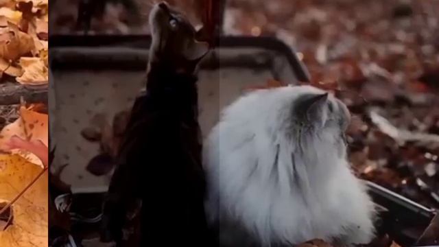 Осенний этюд. 🍁 смотреть онлайн