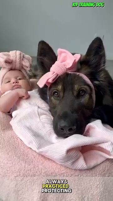 Собаки из К9 смотреть онлайн