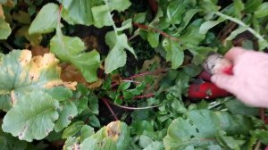 Сычуаньская красная редька лоба Фулин. Обзор этого древнейшего сорта на pomidom.ru