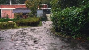 Мягкий дождь в парке 🌧️ Белый шум ASMR для быстрого и глубокого сна