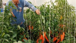 Обзор Вашего любимого Сладкого Гигантского перца Оранжевый Клык Динозавра от pomidom.ru