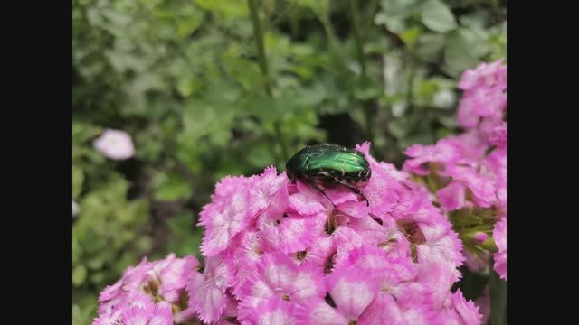 Дача. Июнь 2025 г. смотреть онлайн