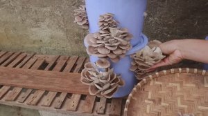 Простой способ выращивать гриб вешенка в пластиковой таре