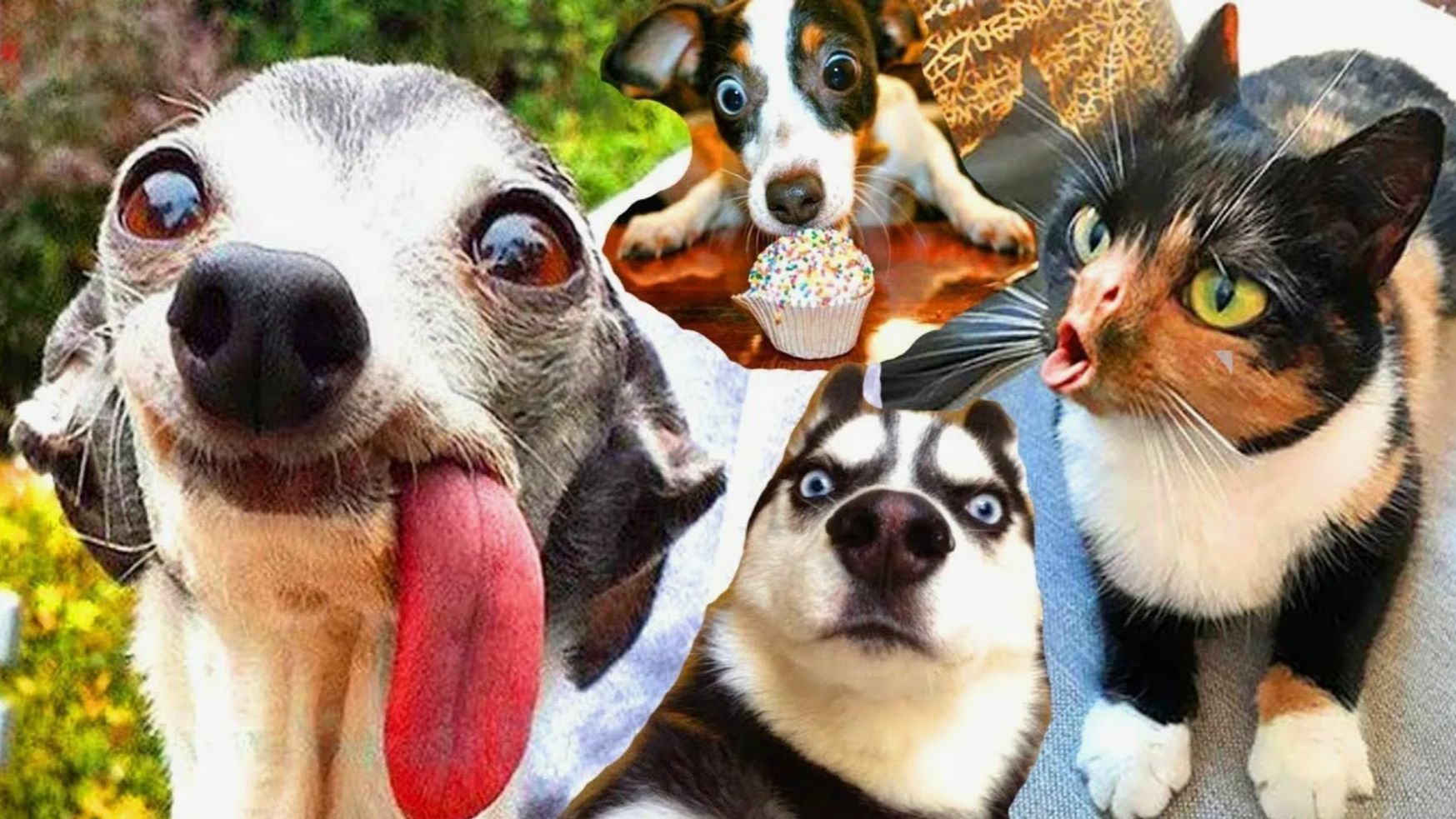 Смешные животные Я РЖАЛ ДО СЛЕЗ ЛУЧШИЕ ПРИКОЛЫ С КОТАМИ И СОБАКАМИ Топ смотреть онлайн