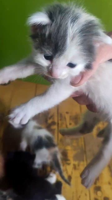 Приюти котенка, скажу смотреть онлайн