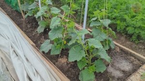 Огурцы в открытом грунте. Запомните 4 секрета чтобы выращивать больше зеленцев чем в теплице.