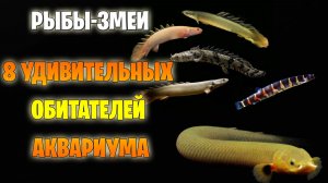 Это Рыба или Змея? 8 Удивительных Аквариумных Созданий