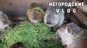 Все на перекопку огорода! Мешок свежей травы для НУТРИЙ 23.11.25