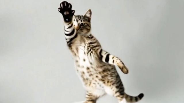 танцующий кот.mp4