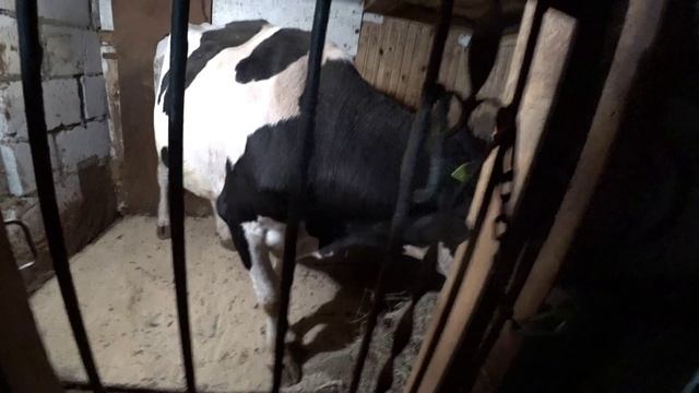 Влог от 26.10.2021 смотреть онлайн