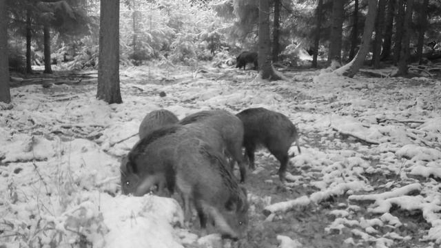 Кабанчики фото ловушка смотреть онлайн