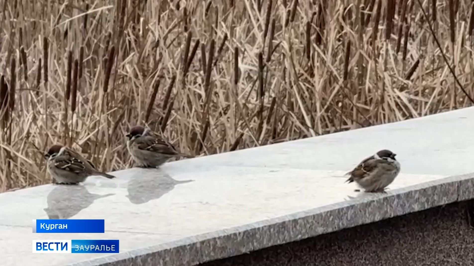 Календарная зима пришла в Курганскую область смотреть онлайн