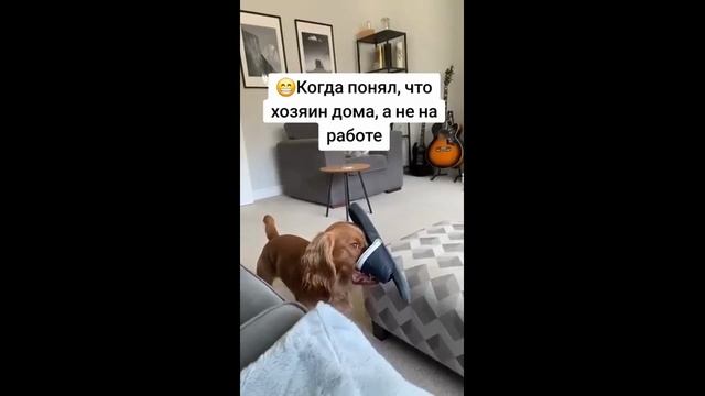 Собака поняла, что хозяин дома - 2025 год смотреть онлайн