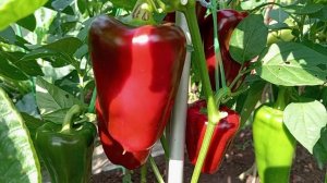 ПАПРИКА СЛАДКАЯ 2025 ГОД. ОГ.