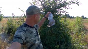 ОХОТА НА КОЛЬЧАТУЮ ГОРЛИЦУ