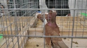 30.11.2025г Выставка г Воронеж ч 9