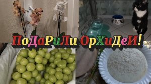 ВЛОГ 😍ПОДАРИЛИ ОРХИДЕИ 🥀 😊!)