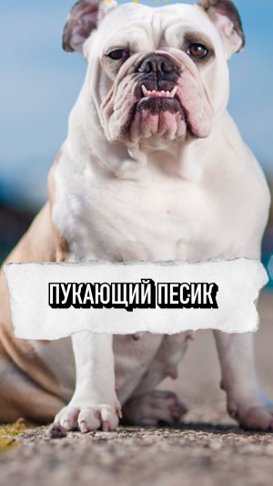 Пука*щий Песик😂