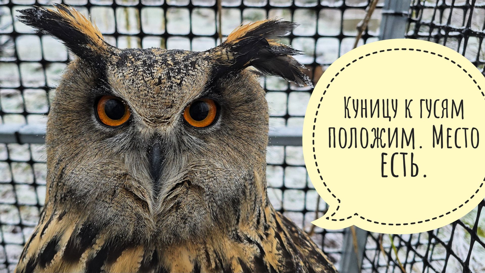 Куница хотела в Птиченькино кафе, но сороки не пустили. Пёс Кубик и кошка Морошка помогают в стройке смотреть онлайн