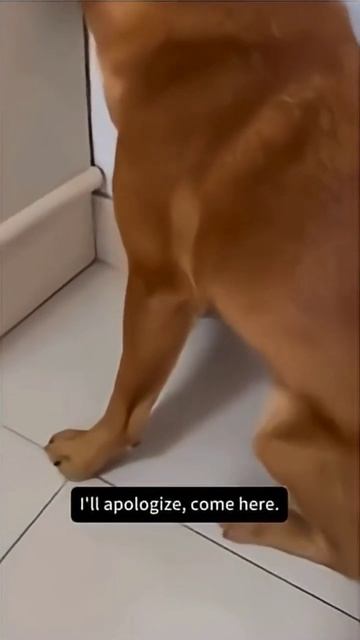 Собака разозлилась смотреть онлайн